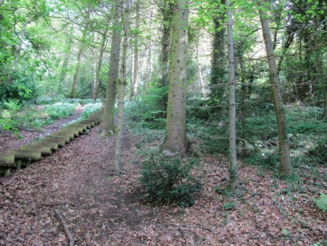 Scenic Woodland Route